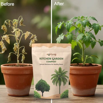 A split-screen before-and-after comparison showing a withered, brown potted plant on the left transforming into a healthy, vibrant green plant on the right, with a pouch of Agriyug Kitchen Garden Compost displayed prominently in the center foreground.